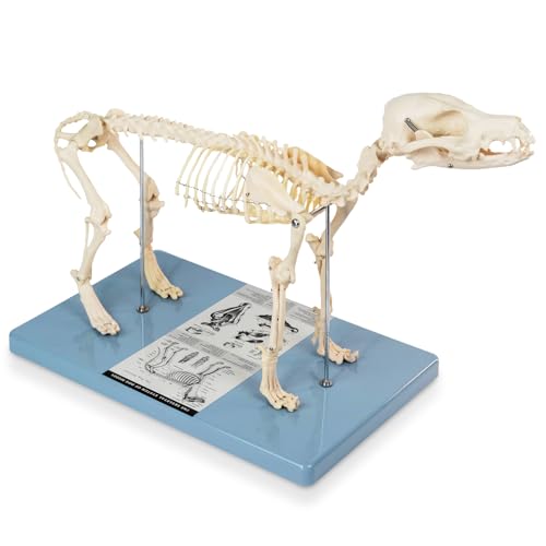 Life Size Canine Skeleton Bone Model, Standard Size 19.3