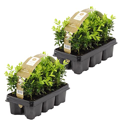 Bloomique - Set de 12 - Buxus sempervirens - Para 1 metro de seto - Buxus/boj - Plantas de jardín - Resistente al frío - Siempreverde - Altura 10-20 cm - Cepellón 7 cm