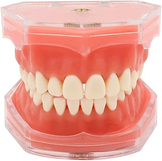 Standard Tooth Model Detachable Dental Teaching Study Teeth Model with 28 Teeth, Red Soft Gum Model for Dental Study Education