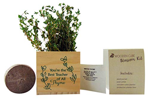 Westman Works Teacher Plant Appreciation Gift Best of All Thyme Pot Wooden Cube Set, 4 inch