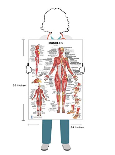 Blue Tree Publishing Muscles Female Poster 24X36Inch, For Physical Fitness, Working Out, Muscular System Anatomical Chart #TOP1