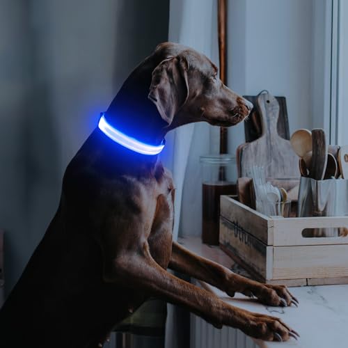 Illumifun Leuchthalsband Hund Aufladbar LED Hundehalsband Wasserdichtes Leuchthalsband für kleine und große Hunde, Hundelichter für nächtliche Spaziergänge (Blau, M)