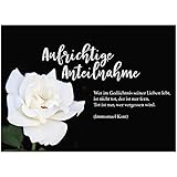4 x Beileidskarte mit Umschlag/Motiv Aufrichtige Anteilnahme weiße Rose/Beerdigung, Trauer, Sterbefall, Tod/Anteilnahme/Beileid
