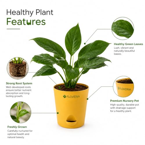 Image of Lily Plant Live Indoor | Peace Lily Air Purifying Plant | Live Indoor House Plant for Home, Office & Bedroom | Easy Care Decorative Green Plant in Nursery Pot | Natural Home Decor Gift