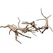 emours Natural Driftwood Vine Branches Reptiles Aquarium Decoration Assorted Sizes,Small,4 Pieces