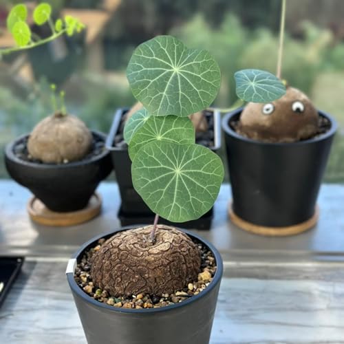 HGJKYTFCDG Stephania Erecta -Vielfältige Stephania für Langjährige Blühfreude im Garten-1 Stephania knolle-F