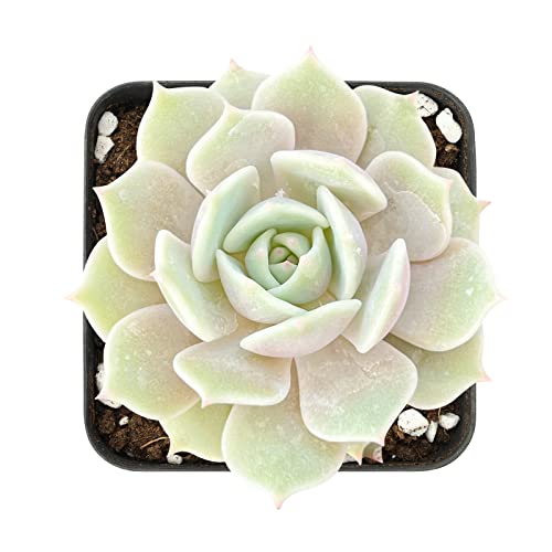 Sprout N Green 2in Echeveria Lola, 1 Pack Live Mini Succulent Plant Fully Rooted in Pot, Real House Plant for Indoor Outdoor Home Office Wedding Decoration DIY Projects Party Favor