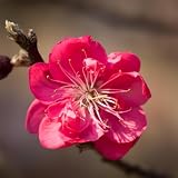 EURO PLANTS VIVAI Dwarf Peach — Doniczkowa roślina owocowa Ø 20 cm — Wysokość 60-80 cm — 2 Lata — Włoski Przedszkole