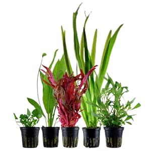AquaOne Aquarium Pflanzen I 5X Wasserpflanzen I Hintergrund Aquarienpflanzen I Alternanthera Echinodorus Vallisneria Nymphoides Hygrophila I Set mit 5 Hintergrundpflanzen