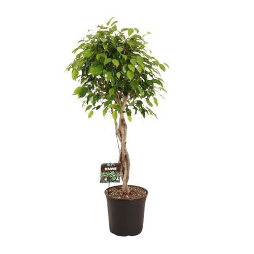 Higo de abedul Ficus Benjamina Exotica – Planta de interior – Ø27 cm – 120 cm