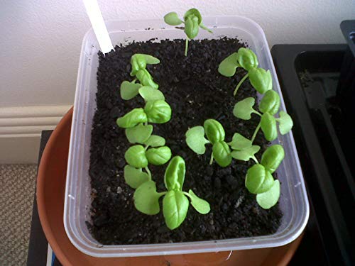 1140-Hibiscus, Texas Star Red/White (Hibiscus Coccineus) Seeds By Robsrareandgiantseeds Upc0764425787624 Non-Gmo,Organic,Usa Grower,1140 Package Of 15 Seeds #TOP2