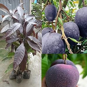 GreenEarth Original Expensive Indonesian Black Stone Mango Fruit Live Plant (GRAFTED) Fruit After 1 Year