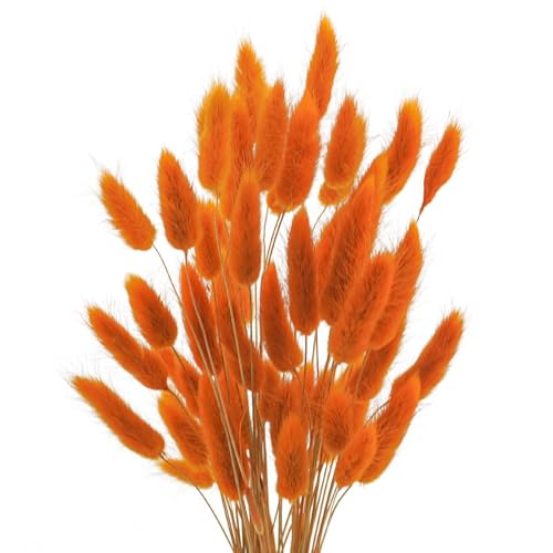 Pampas Grass Large Bunny Tails Flores Secas Naturales miniatura 1