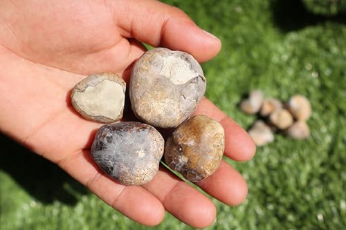 Image of Amazing Marine Fossil Collection: 4 Fossilized Sea Urchins and 6 Authentic Brachiopods, Perfect for Collectors and Natural Decor A170