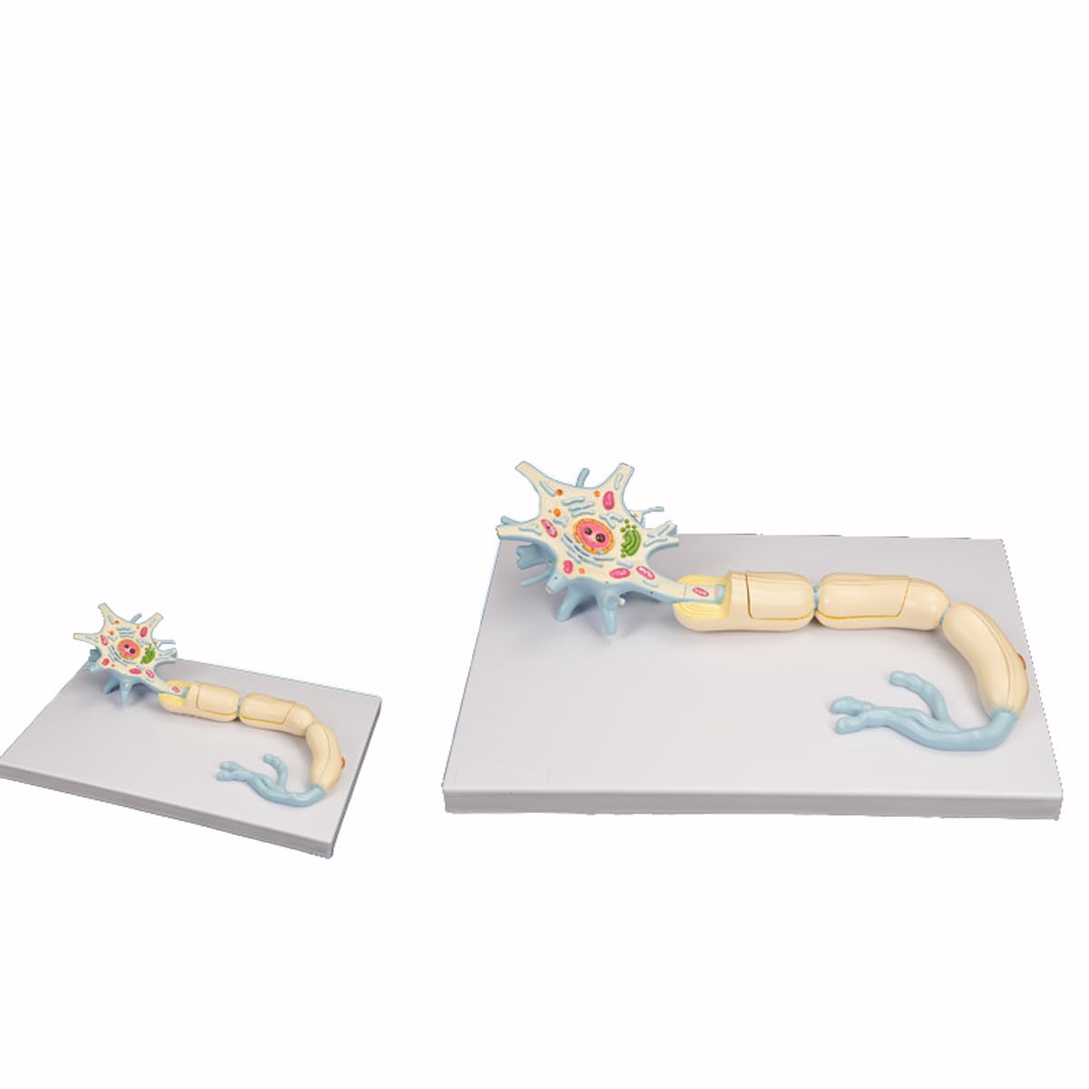 Modelo de enseñanza de anatomía biológica basado en modelo de neurona y cerebro