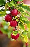 Manzano Ornamental Vivo - Árbol Caducifolio Perenne Resistente al Frío-a-1 BULBO