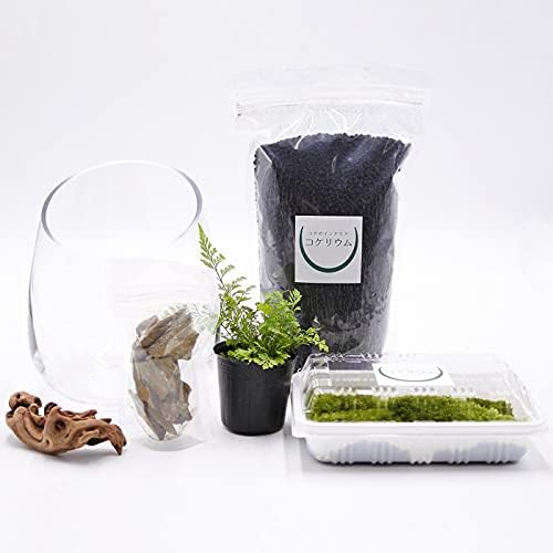 コケのインテリア コケリウム 栽培キット テラリウム キット 正規品送料無料 セット 苔盆栽 森の階段 コケリウムキット