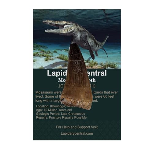 Authentic Fossil Mosasaur Tooth Display Specimen, Fossil Aquatic Dinosaur Teeth, 70 Million Years Old, Classroom School Science