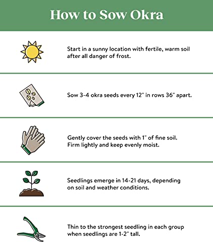 Burpee Baby Bubba Okra Seeds 60 Seeds #TOP1