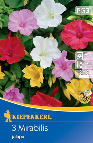 Kiepenkerl Wunderblume Mirabilis - Farbenprächtige Blumenzwiebeln für Insektenfreunde, Pflegeleichte Frühjahrsblumenzwiebeln