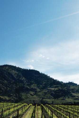 Journal: Osoyoos, Winery, British Columbia, 6X9, 150 Lined Sheets