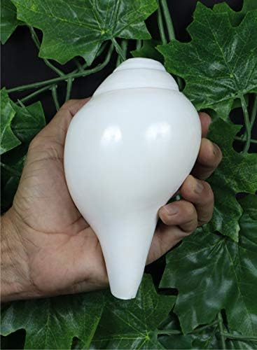 ASHIRWAD Genuine Blowing Shankh Vamavarti Dattatreya - Conch Shells - Puja Ritual - Plain Pooja Shankh - Shankhnaad (Shankh-15)