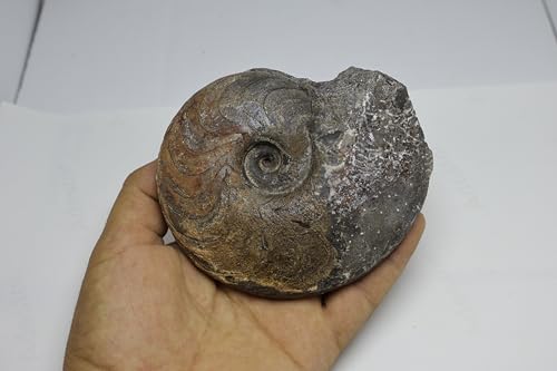 Image of Ammonite Cretaceous Fossils Fossils from Morocco Fossil Rock ammonites Fossil from Morocco A299