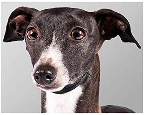 juguetes para galgos