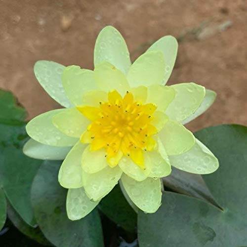 Indian Gardens - Waterlily live plant Yellow Chromatella (B0C1ZC3PJM) Amazon Price History, Amazon Price Tracker