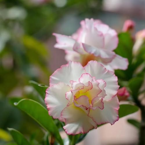 Semillas de la planta rosa del desierto semillas de techo verde plantas decorativas maceta semillas de flores silvestres plantas perennes resistentes plantas exóticas plantas 12pcs