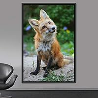 Framed Canvas Wall Art Red Fox Animals Contemporary Expressive Fox Living Room Multicolor Photography - 16x24 inches