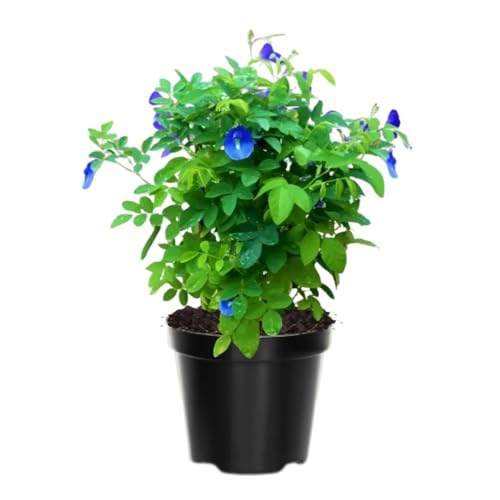 Butterfly Pea Plant Live, Blue Butterfly Flower Vine Plant Live Gardening, 6 to 9 Inc Tall, Half Gallon Pot