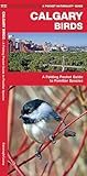 Calgary Birds: A Folding Pocket Guide to Familiar Species (Wildlife and Nature Identification)