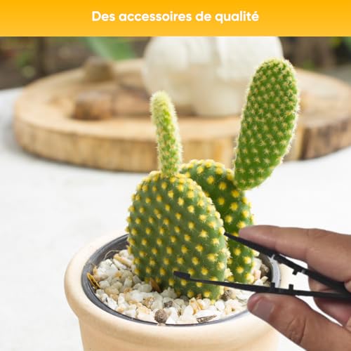 NOPALIA Premium-Kaktus-Set – Mini-Kaktus-Set – Mini-Kakteen – Weihnachtsgeschenkidee – Zimmerpflanze – fertig zum Wachsen – Garten im Innenbereich – originelles Weihnachtsgeschenk – Sukkulenten