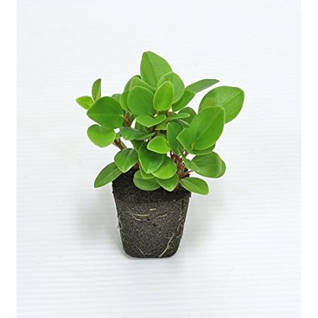 Amazon Co Jp 壁掛け観葉植物ミドリエ用交換苗 ペペロミアグラベラ サントリー トヨタの新提案 絵を飾るようにみどりを飾る Diy 工具 ガーデン