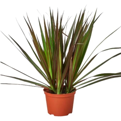 Dracaena Marginata Magenta Live Indoor Plant