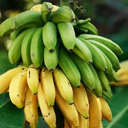 200+ Dwarf Banana Seeds For Planting #TOP2