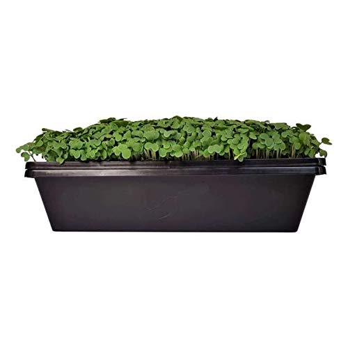 Bootstrap Farmer 1010 Seed Tray - Extra Strength with Holes, 60 Pack, 10" x 10" Seedling Starter for Microgreens, Wheatgrass, Fodder, Hydroponic Growing, 1020 Trays - Image 3
