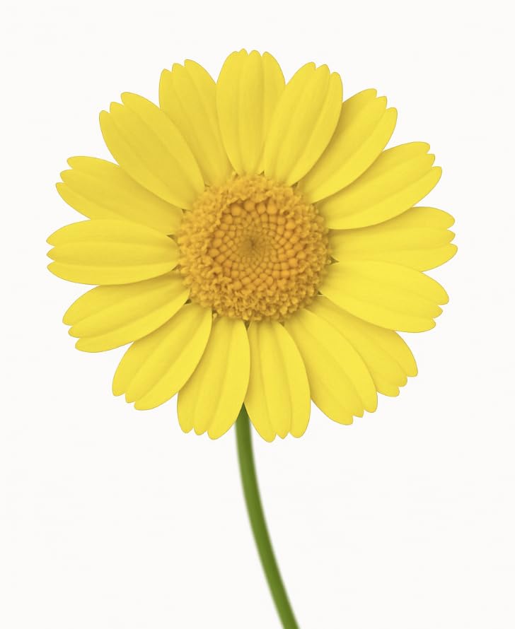Yellow Cornmarigold Seeds, Chrysanthemum Segetum, British Native Wildflower (1kg)