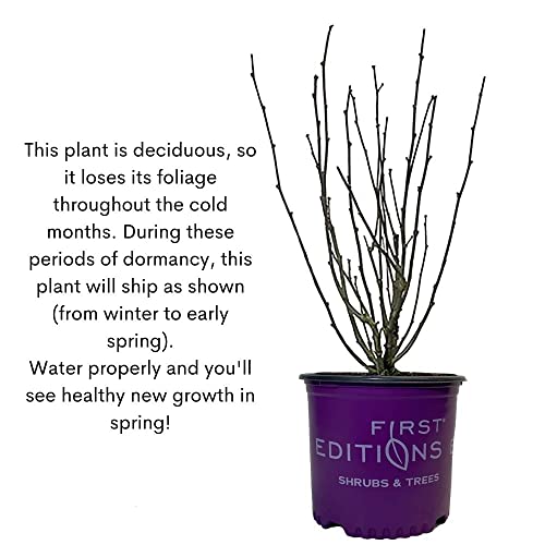 First Edition Bali Hibiscus, 2 Gal, Semi-Double Pure White Flowers #TOP6