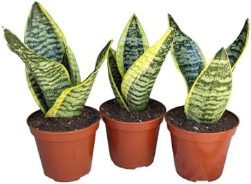 Generic Superba Snake Plants - Sanseveria, 3 Pack, Impossible to ...