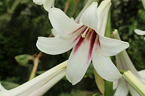Grow Your Secret Garden Cardiocrinum Giganteum Seeds- Giant Lily