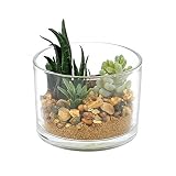 ❸REGALO CACTUS:Mini plantas de cactus artificiales mezcladas Cada cactus viene en una maceta de vidrio y cubierto con piedras