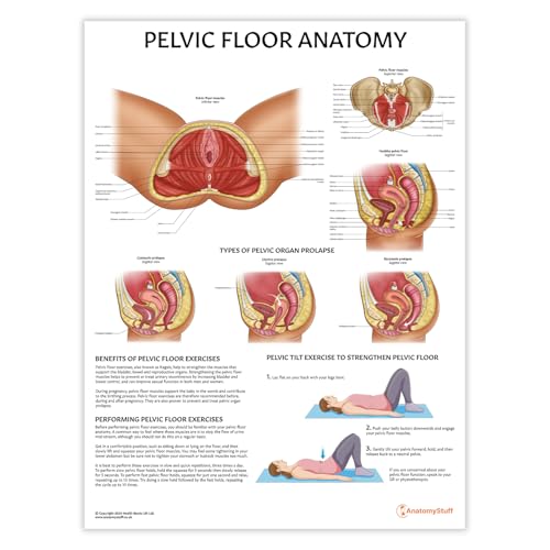 AnatomyStuff Poster di anatomia del pavimento pelvico, 45 x 60 cm, anatomia ginecologica, anatomia femminile, rafforzamento del pavimento pelvico