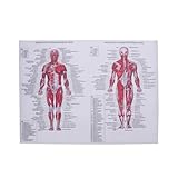TEMPNAP Anatomisches Seidenposter Menschliches Skelett mit Detaillierter Beschriftung und Einfacher Identifikation als Wanddekoration für Zuhause oder Restaurant