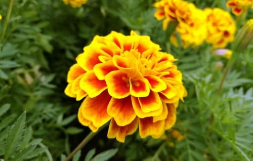 Image of Low Maintenance Hybrid Flower Seeds Combo Pack- All Year Flower Seeds Supply (MARIGOLD 3 VARIETIES)