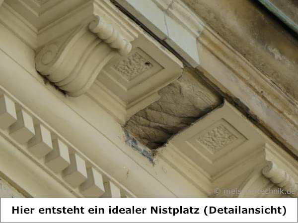 MEISSNER 50x Spatzenbürsten Ø 9cm Marderschutz, Nistschutz, Vogelabwehr, Spatzenabwehr