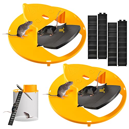 Top 10 Whats The Rat Trap of 2022 Katynel