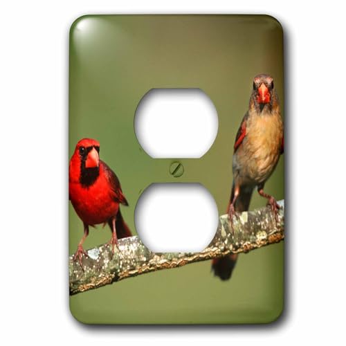 Masquer prise électrique inesthétique avec le cache 2 prises 3dRose oiseaux - 2