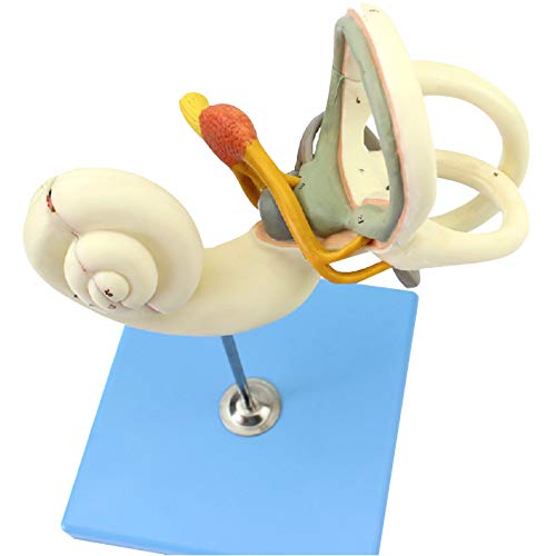 Modèle anatomique détachable pour simplifier l'explication du système auditif - 5